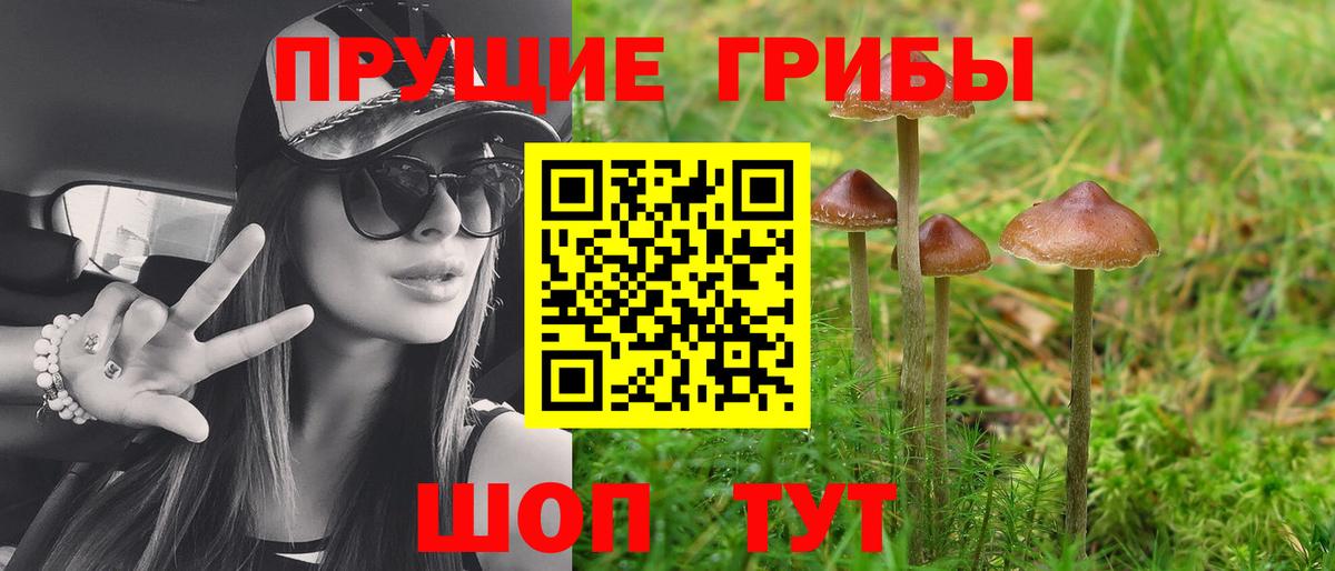 Галлюциногенные грибы Psilocybe  Вход с VPN  как найти наркотики  Железногорск 
